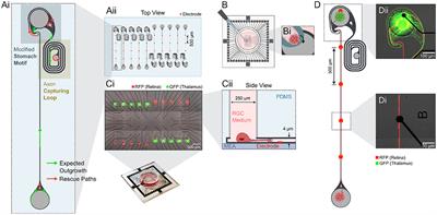 Engineering an in vitro retinothalamic nerve model